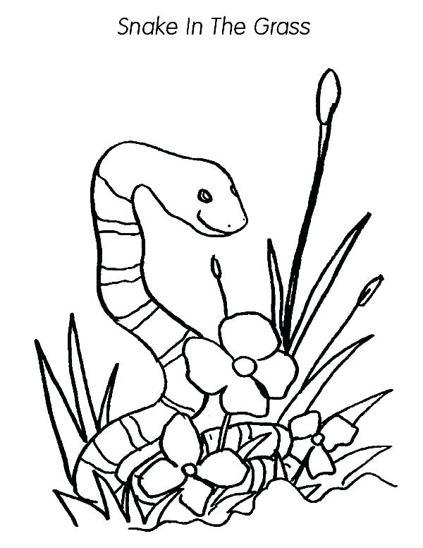 Snake Color Page Grass Snake In The Grass Coloring Pages 600x776 Snake Color Page Grass Snake In The Grass Coloring Pages