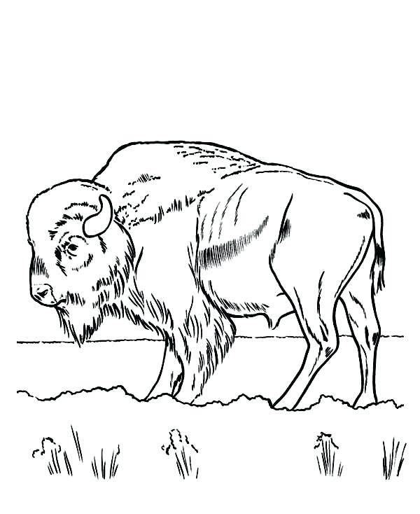 Bison Coloring Pages Impair.co 600x734 Bison Coloring Pages Impair.co