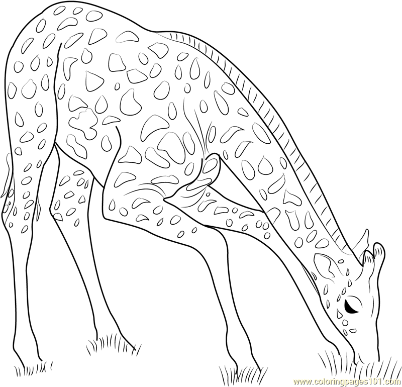 Giraffe Eating Grass Coloring Page 800x770 Giraffe Eating Grass Coloring Page