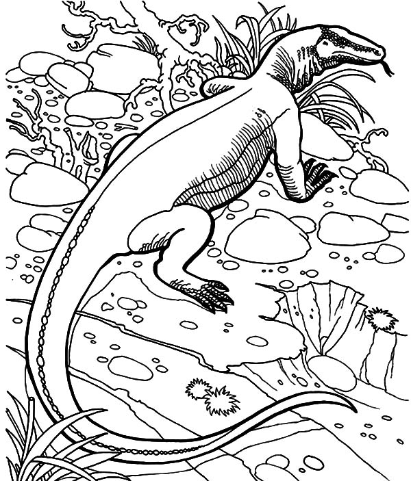 600x703 Komodo Dragon, Komodo Dragon Hiding Behind Grass Coloring Pages