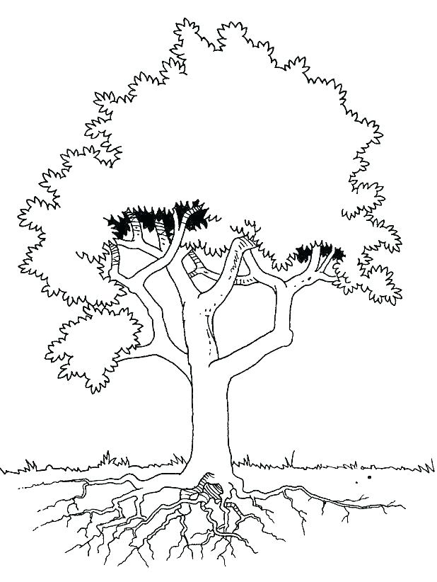 618x822 Free Coloring Pages Trees Kids Coloring Coloring Pages Tree Grass