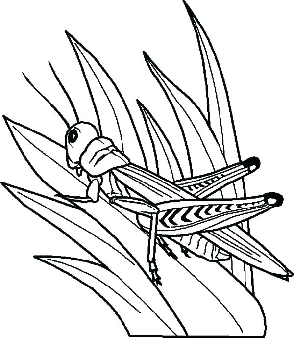 600x689 Grasshopper Coloring Pages Grass Coloring Page Grasshopper