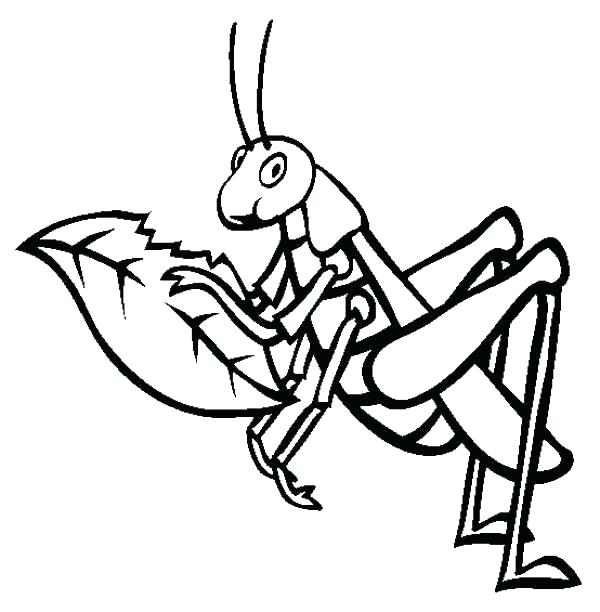 600x612 Grasshopper Coloring Pages Grasshopper Coloring Page Grasshopper