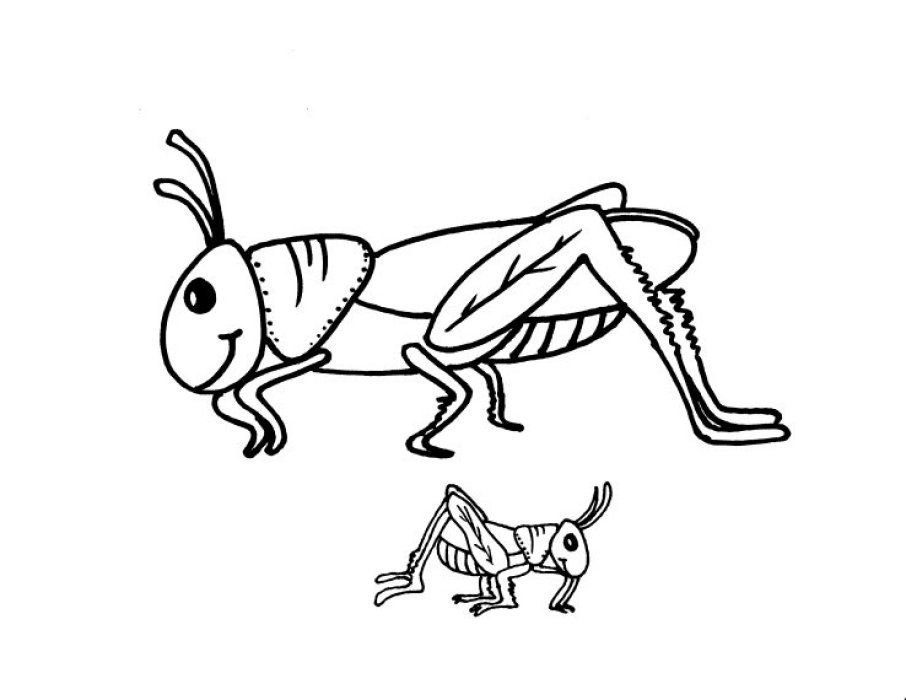 906x700 Grasshopper Coloring Pages Grasshopper Coloring Pages For Kids