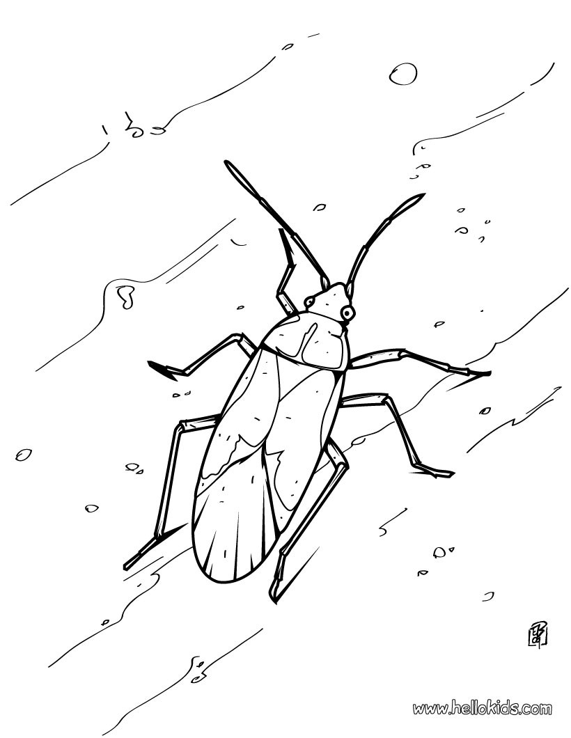 820x1060 Grasshopper Coloring Pages