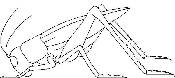 600x269 Dead Grasshopper Coloring Page