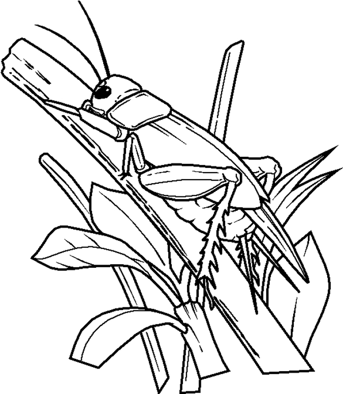 675x774 Grasshopper Coloring Page Printable Image