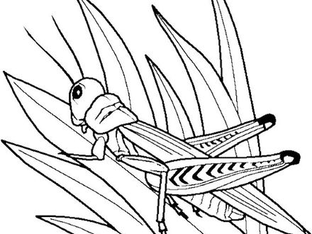 440x330 24 Grasshopper Coloring Page, Grasshopper Coloring Book Kids