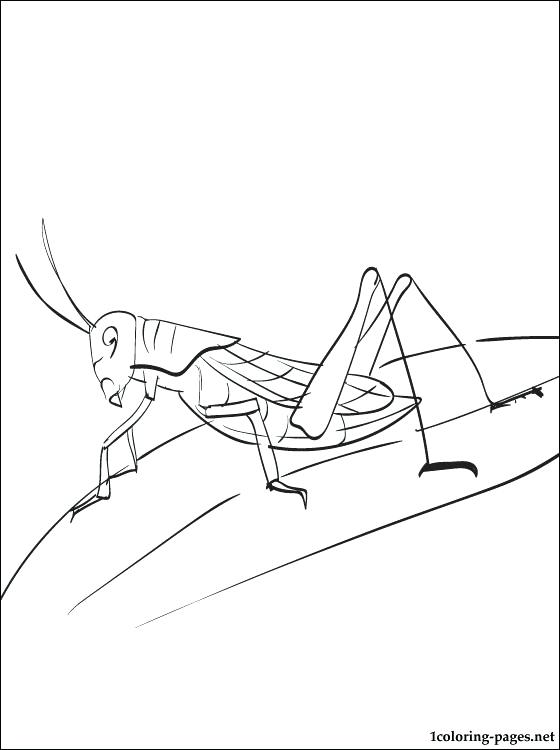 560x750 Grasshopper Coloring Pages Printable Page Coloring Pages Collection