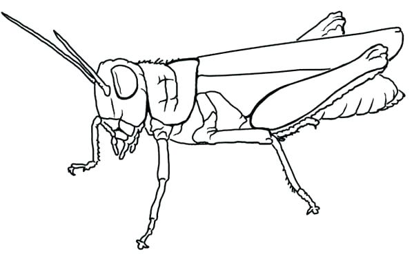 600x375 Nice Grasshopper Coloring Page Good Pages Printable Nice