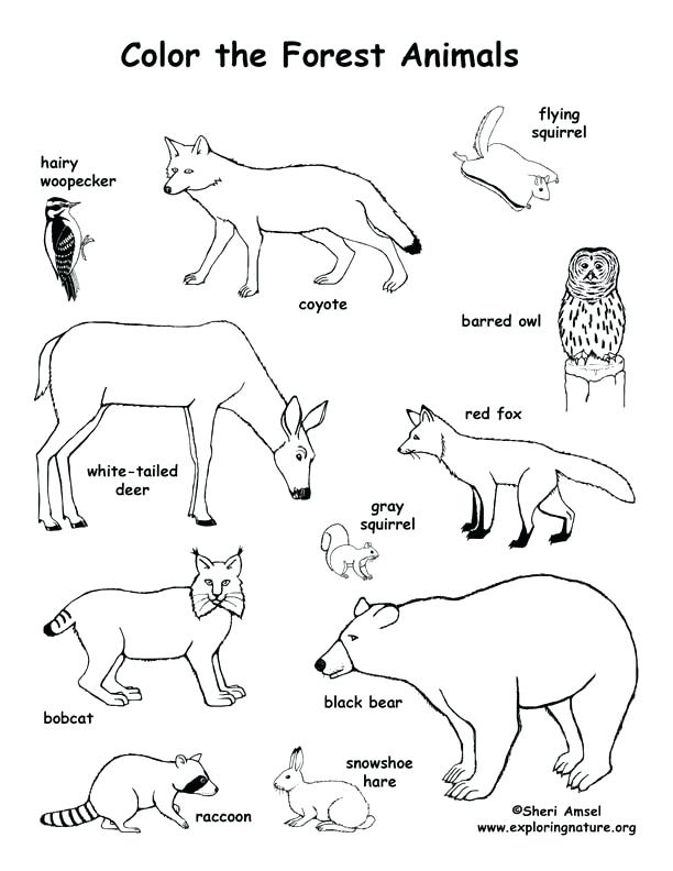 Grassland Coloring Pages Grasslands Ecosystem Coloring Pages 612x792 Grassland Coloring Pages Grasslands Ecosystem Coloring Pages