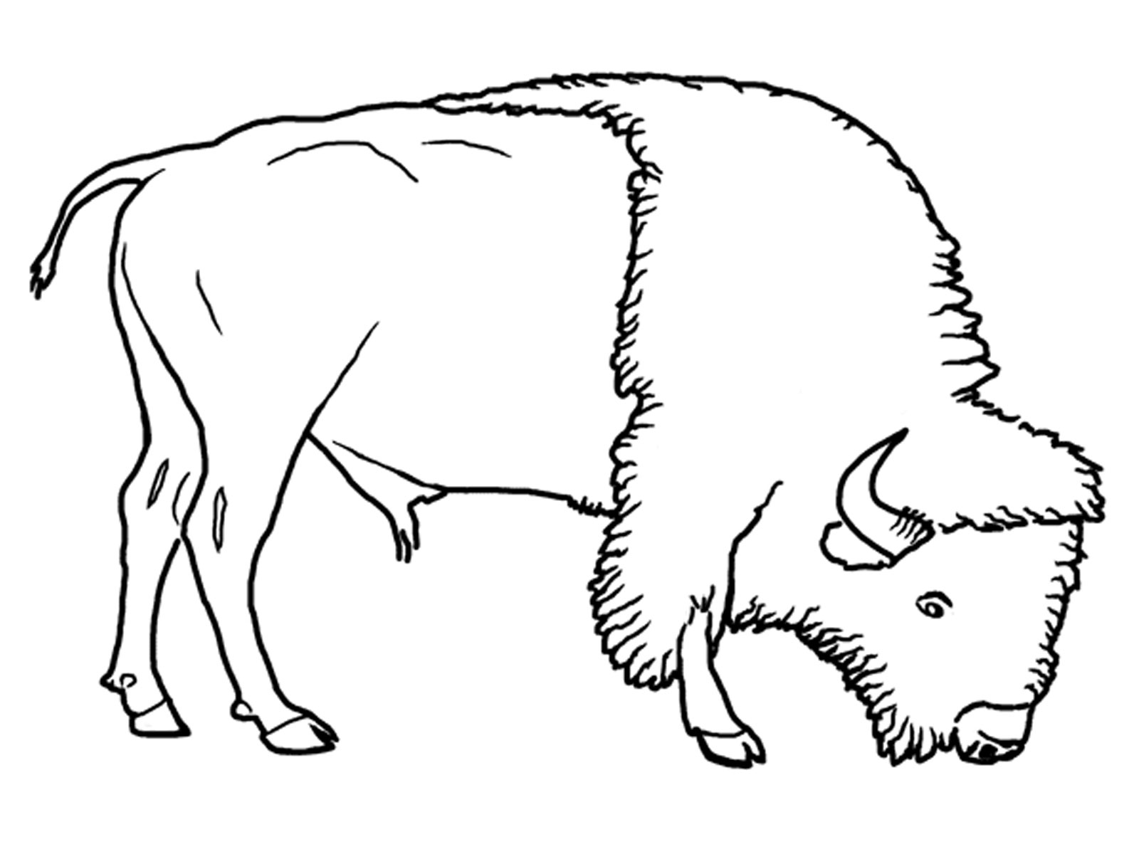 Bison Grassland Animals Coloring Pages 1600x1200 Bison Grassland Animals Coloring Pages