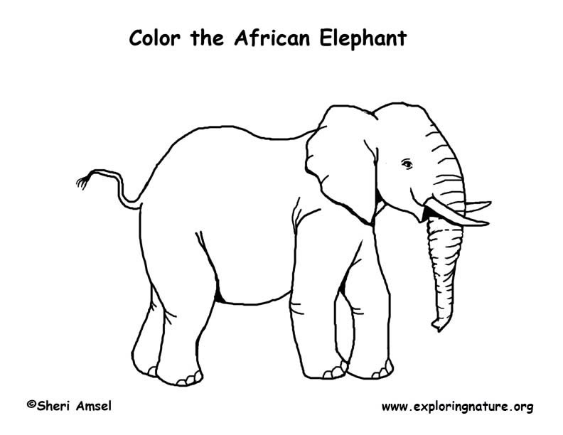 792x612 African Animals Coloring Pages