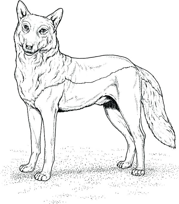 600x682 Wolf Color Pages Grey Wolf Coloring Pages Gray Page Traceable 4