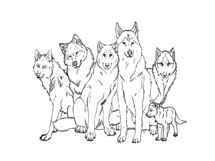 700x525 Gray Wolf Coloring Page Zahlkarte.site