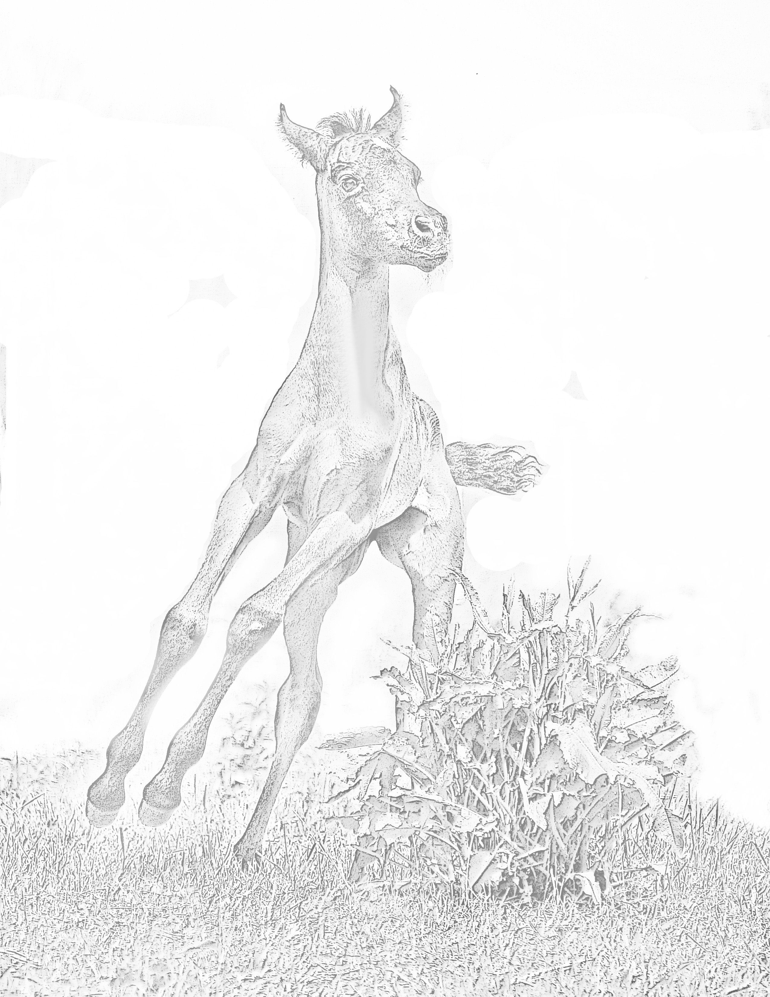 2550x3300 Horses Amp Ponies Grayscale Grayscale Colouring Pages