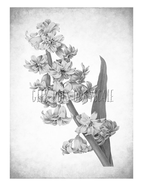 Grayscale Flower Grayscale Coloring Page Adult Coloring 570x738 Grayscale Flower Grayscale Coloring Page Adult Coloring