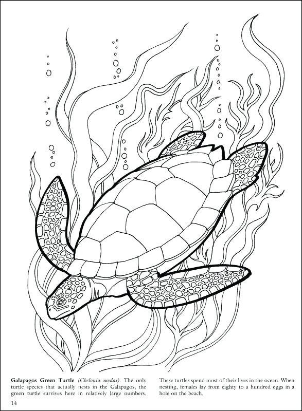 587x800 Coral Reef Coloring Page Great Barrier Reef Coloring Pages Free
