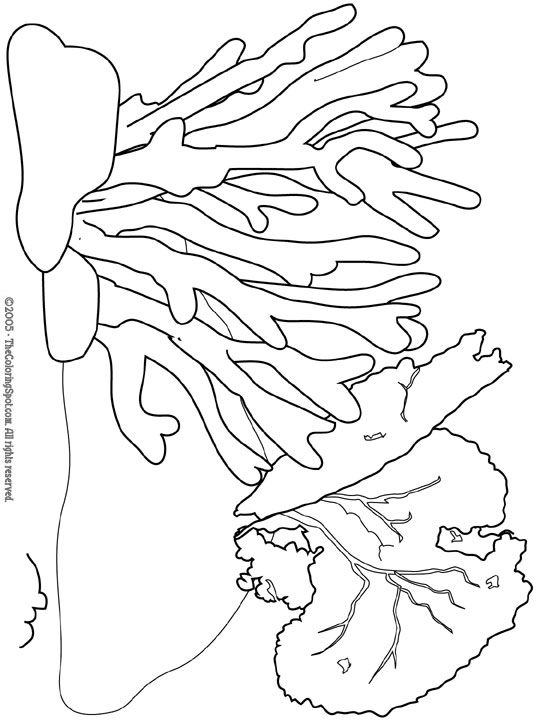540x720 Coral Reef Coloring Pages Coral Free Printable Coloring Pages