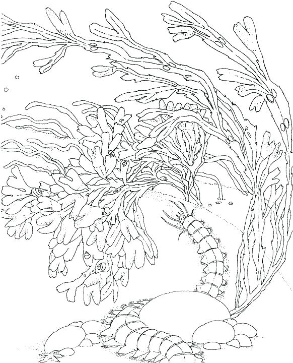 582x720 Coral Reef Coloring Pages Ocean Coral Reef Coloring Pages Coral