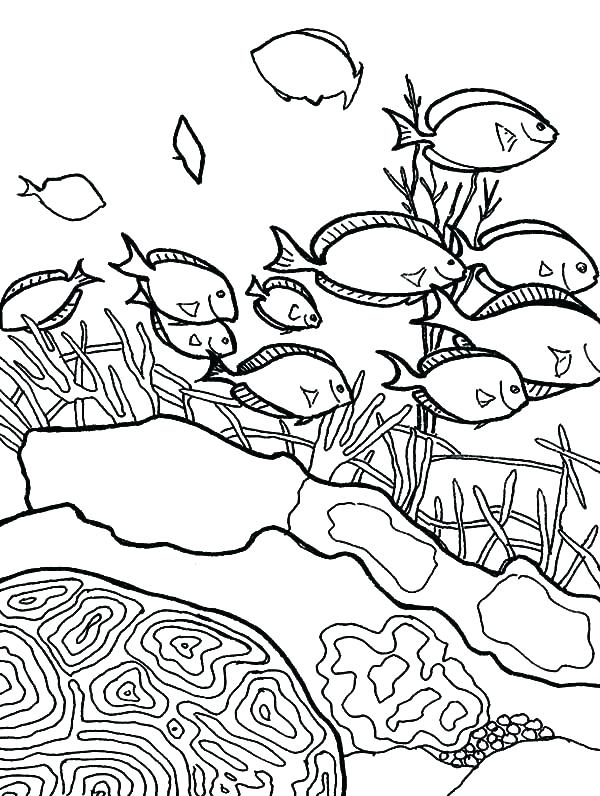 Great Barrier Reef Coloring Page at GetColorings.com | Free printable ...