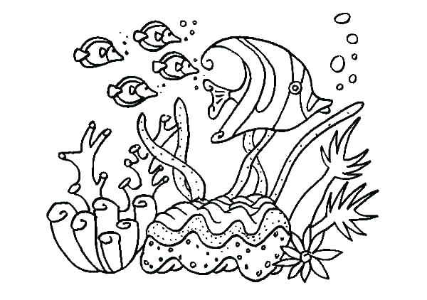 600x422 Coral Reef Coloring Page