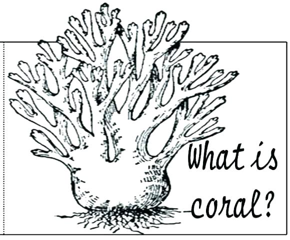 580x480 Coral Reef Coloring Pages