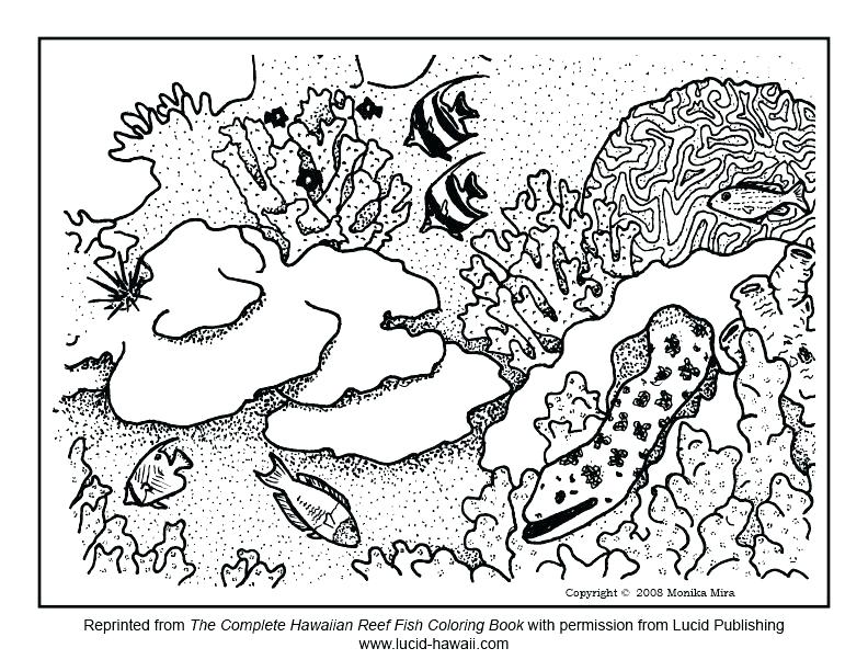 792x612 Coral Reef Coloring Page Coral Reef Coloring Page Coral Reef