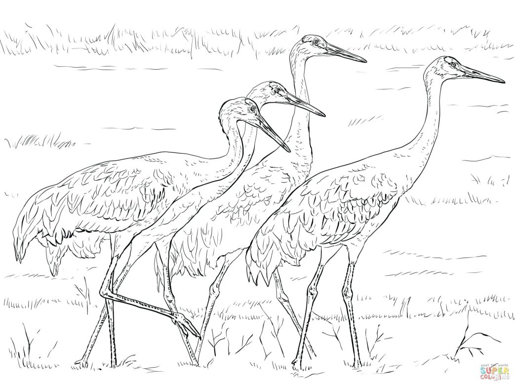 Coloring Pages Online For Adults Great Blue Heron Field Guide 1043x782 Coloring Pages Online For Adults Great Blue Heron Field Guide
