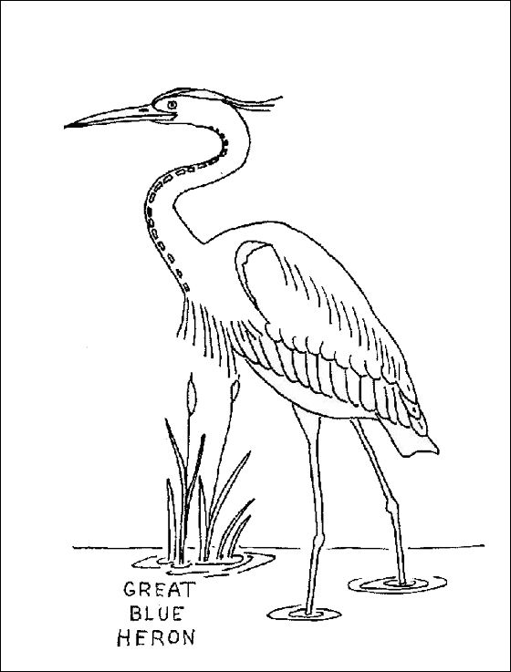 Coloring Page Great Blue Heron Coloring Pages Tattoo Ideas 560x737 Coloring Page Great Blue Heron Coloring Pages Tattoo Ideas
