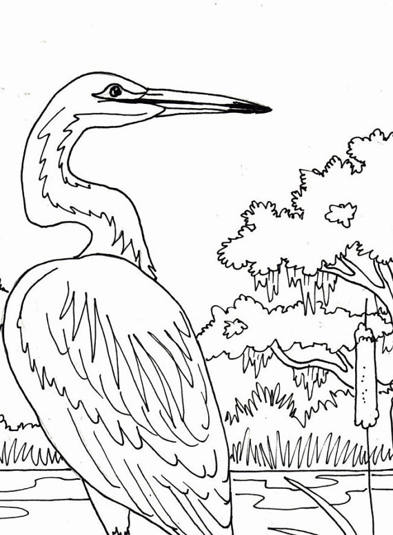 Egret Coloring Page 570x777 Egret Coloring Page
