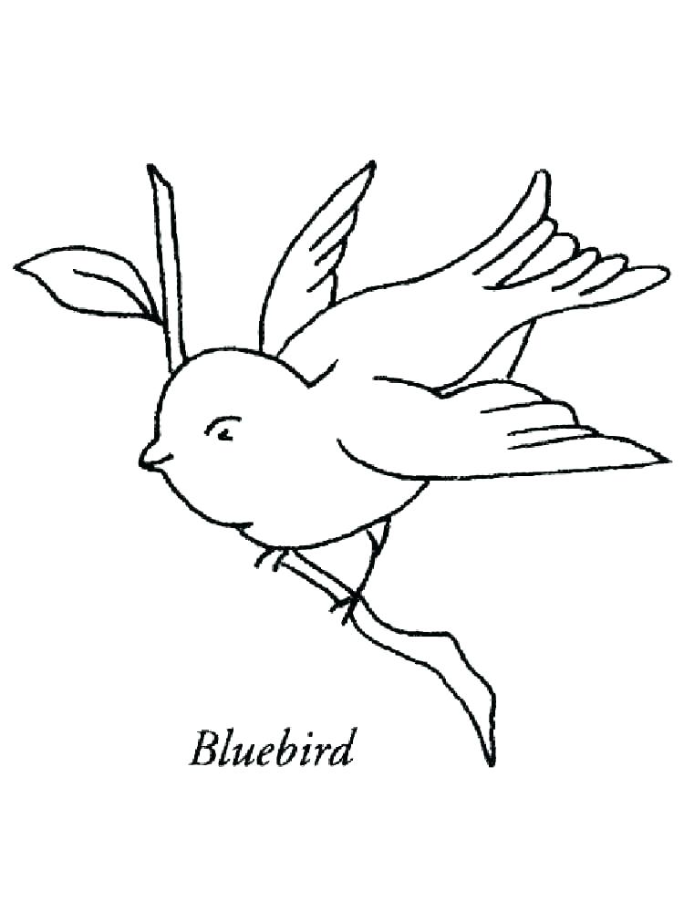 Great Blue Heron Coloring Page Pin Drawn Bird 750x1000 Great Blue Heron Coloring Page Pin Drawn Bird