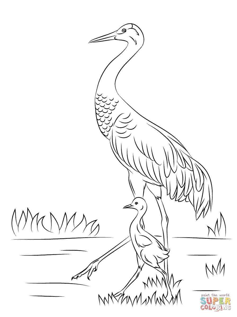 Awesome Crane Page To Color Collection Printable Coloring Sheet 895x1200 Awesome Crane Page To Color Collection Printable Coloring Sheet