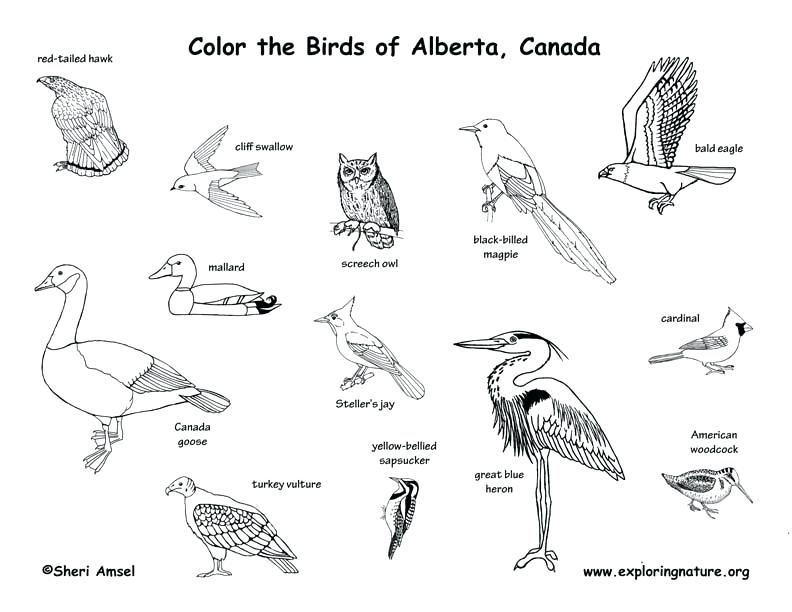 Great Blue Heron Colouring Page Coot Coloring Pages 792x612 Great Blue Heron Colouring Page Coot Coloring Pages