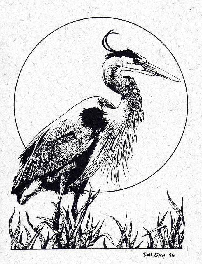 Blue Heron Drawing 692x900 Blue Heron Drawing