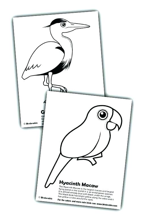 Scarlet Macaw Coloring Page 500x774 Scarlet Macaw Coloring Page