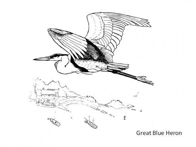 Bermuda Audubon Society 639x480 Bermuda Audubon Society