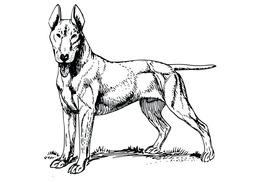 875x620 Great Dane Coloring Pages Great Coloring Great Coloring Page Great
