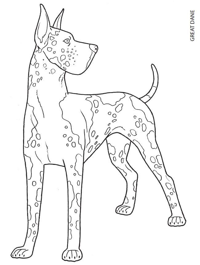 650x860 The Great Dane Is A Large German Breed Of Dog Known For Its