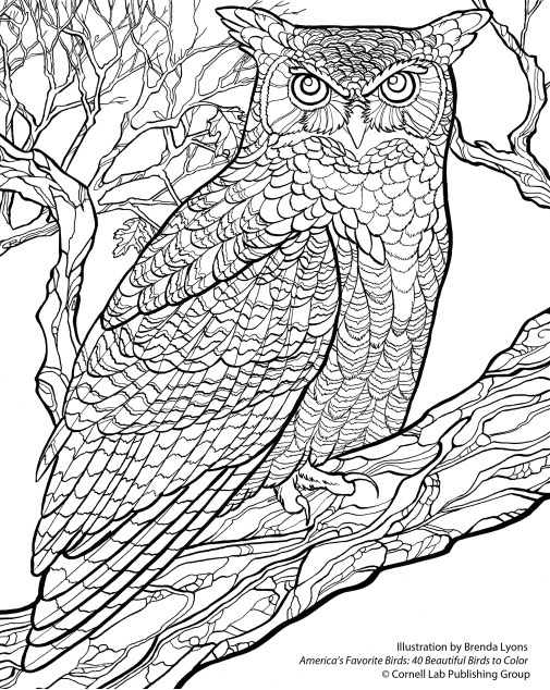 Free Wallpaper Download From The Cornell Lab 505x634 Free Wallpaper Download From The Cornell Lab