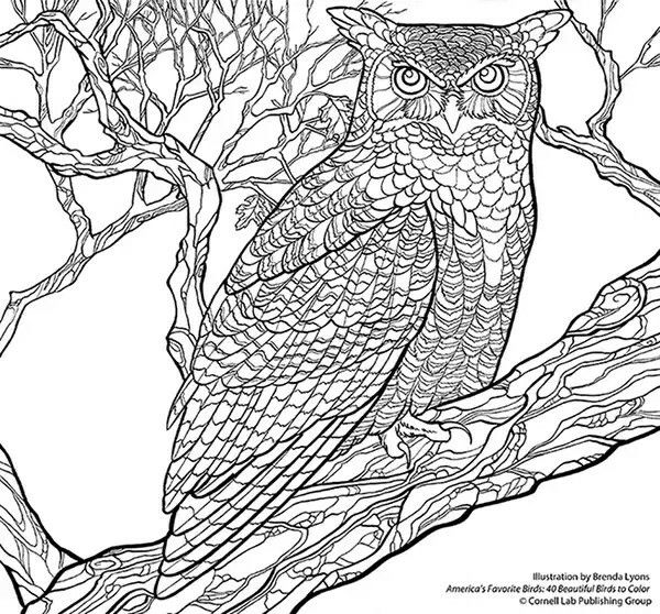 Great Horned Owl Coloring Pages Owl 600x558 Great Horned Owl Coloring Pages Owl