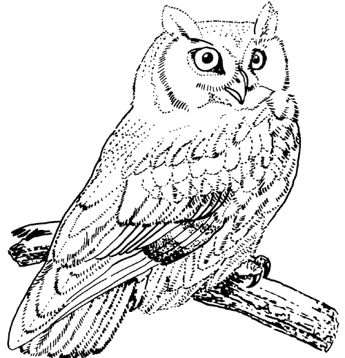 Great Horned Owl Coloring Pages Coloring Animals 500x520 Great Horned Owl Coloring Pages Coloring Animals