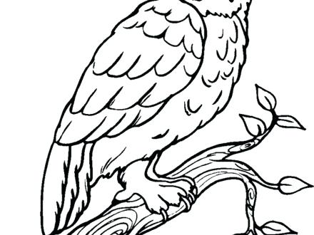 Owl Coloring Page 440x330 Owl Coloring Page