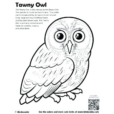 Coloring Page Owl Barn Owl Coloring Page Barn Owl Coloring Page 400x400 Coloring Page Owl Barn Owl Coloring Page Barn Owl Coloring Page