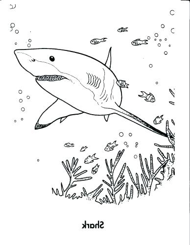 388x500 Good Great White Shark Coloring Pages 62 With Additional Coloring