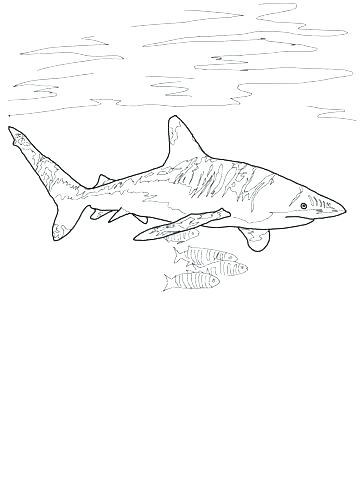 360x480 Great White Shark Coloring Page Great White Shark Coloring Page