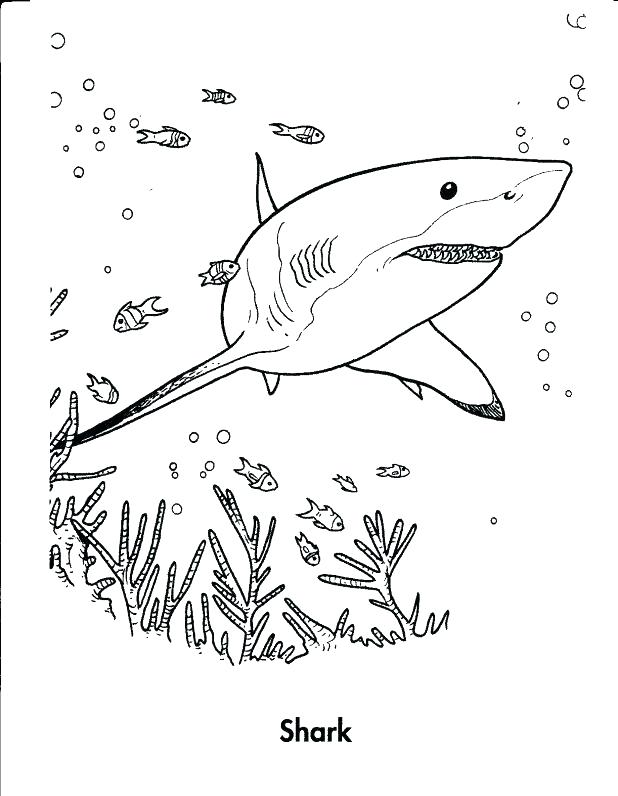 618x796 Coloring Pages Sharks Whale Shark Coloring Pages Whale Coloring