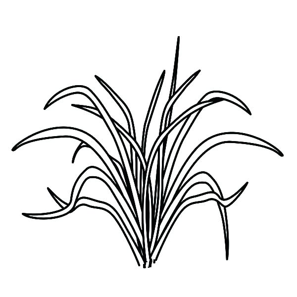 600x600 Grass Coloring Pages As Awesome S Coloring Pages Packed With S