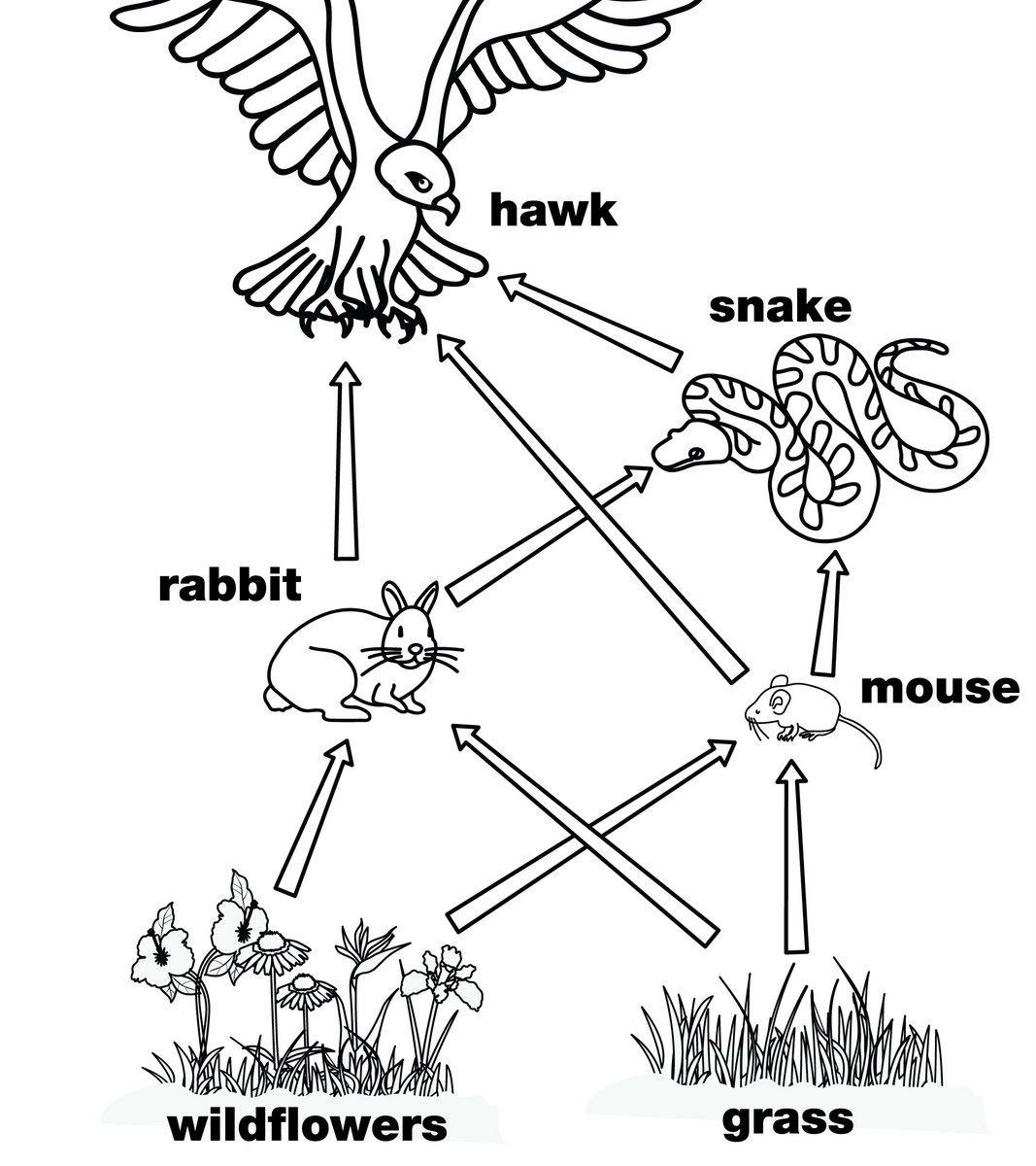 1067x1200 Food Chain Coloring Page Food Chain Coloring Sheets Pages Web