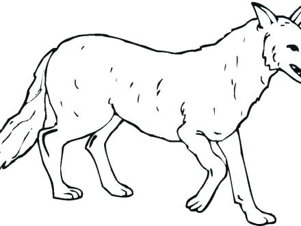 440x330 Grey Wolf Coloring Pages Drawing Wolf Gray Wolf Coloring Sheets